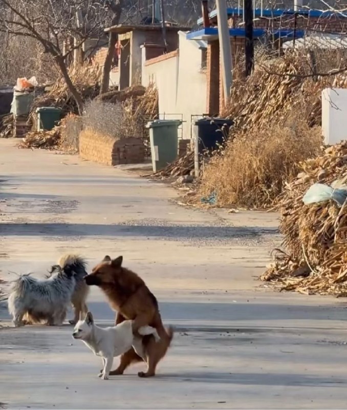 Q_Z: jandan.net/t/6127116OO: 138 XX: 3韭菜盒子: 狗子玩的还挺花OO: 48, XX: 1一般废物: 这就是脚不沾地吗？OO: 15, XX: 0老白: 夕阳路，放肆爱OO: 9, XX: 0lemonlhz: 这动作很眼熟（狗头）OO: 8, XX: 0