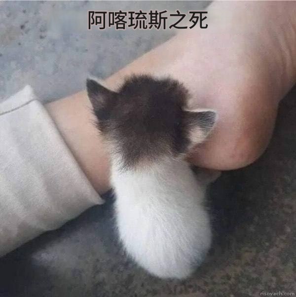 HeHeDa: jandan.net/t/6139168OO: 115 XX: 3akiha: 什么品种香菇OO: 18, XX: 0