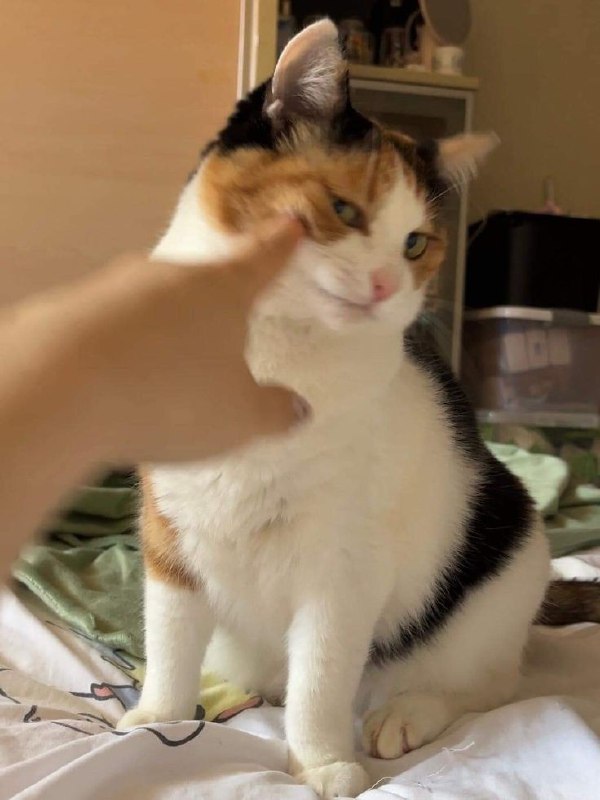 HeHeDa: 