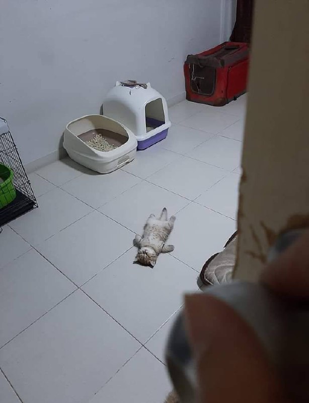 xxpanda: 