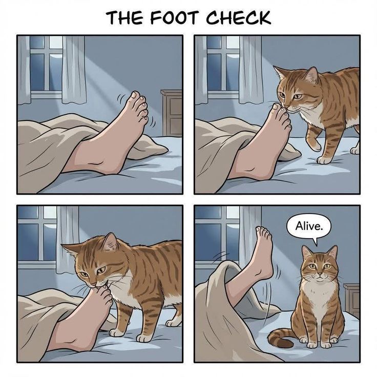 HeHeDa: 