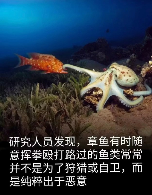 HeHeDa: jandan.net/t/6130754OO: 134 XX: 6零下伊度: 不能怪他，作为一个高智商生物，没手机玩太无聊了OO: 80, XX: 1哎哟不错哦: 章鱼和我们不一样，它没有大一统的大脑