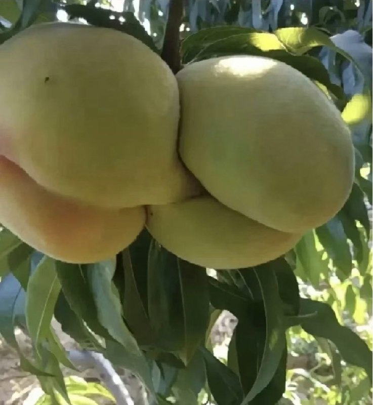 墨鱼蛋: 