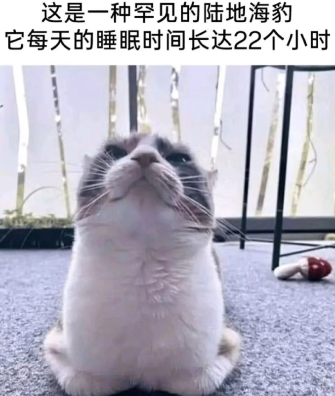 HeHeDa: 