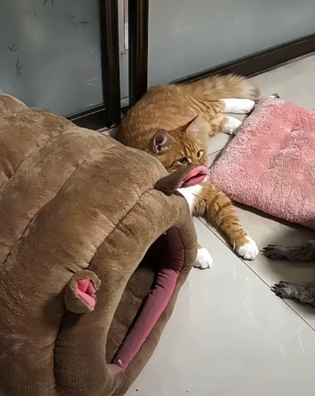 Q_Z: jandan.net/t/6125823OO: 131 XX: 2吃饱就困S: @伤心欲茄OO: 27, XX: 1大事不喵: 猫咪怎么叼着两条肥香肠OO: 5, XX: 0