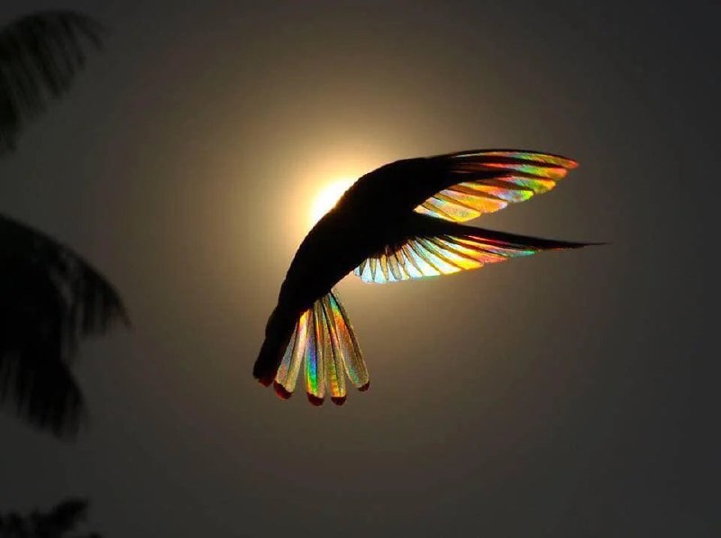 HeHeDa: 