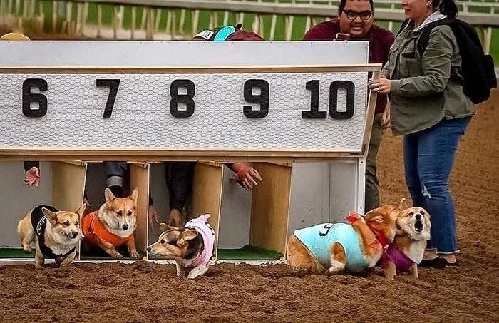 HeHeDa: jandan.net/t/6128296OO: 112 XX: 3在下闸北陆小哄: 哈哈，我也喜欢这么咬我喜欢的人OO: 16, XX: 1