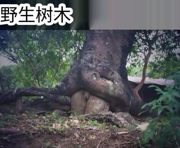 Q_Z: jandan.net/t/6128419OO: 105 XX: 3摸鱼Master: 这也太野了OO: 33, XX: 0