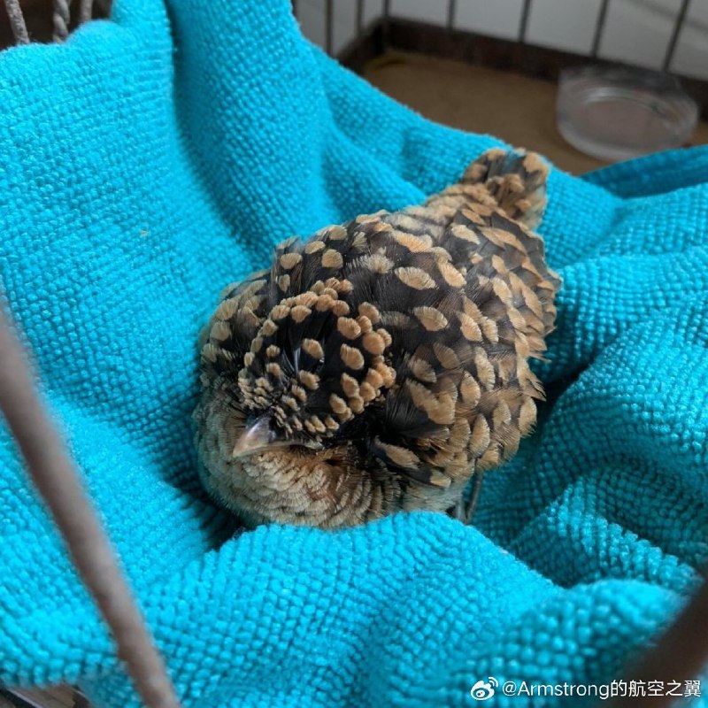 杯面骑士: 