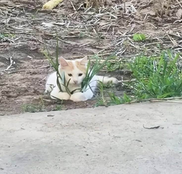 bba34: jandan.net/t/6129621OO: 138 XX: 1HarryC: 猫猫握草OO: 29, XX: 0shuiqu: 我不给你们草————圣经，出埃及记5OO: 21, XX: 0比巴卜: 这棵树很大，刚好可以挡住我