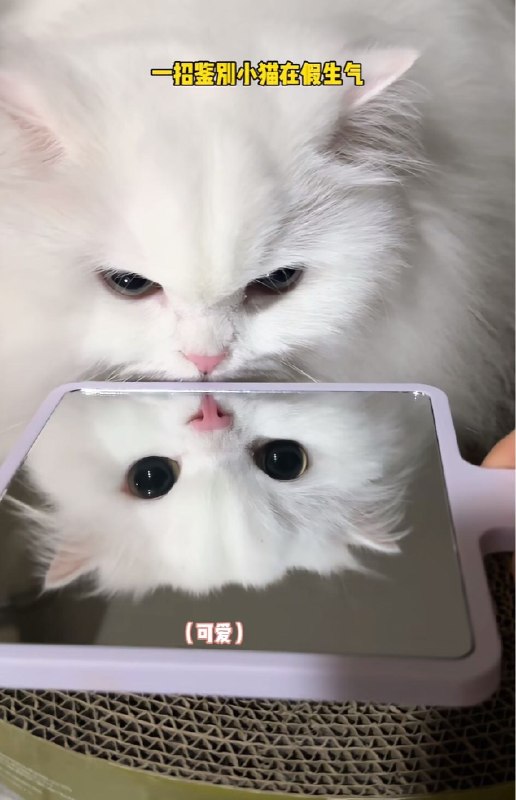 Q_Z: jandan.net/t/6126764OO: 137 XX: 12