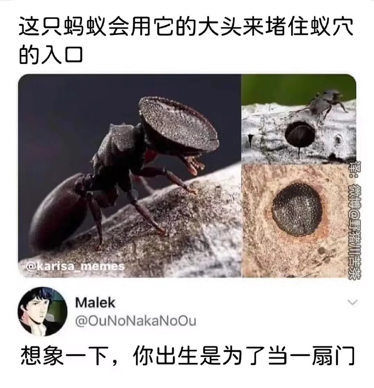 俱舍莲帝: 