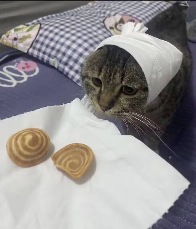 制式仪刀: jandan.net/t/6140870OO: 125 XX: 1掩面而逃: 抱歉了猫猫，我真的很想吃OO: 11, XX: 0