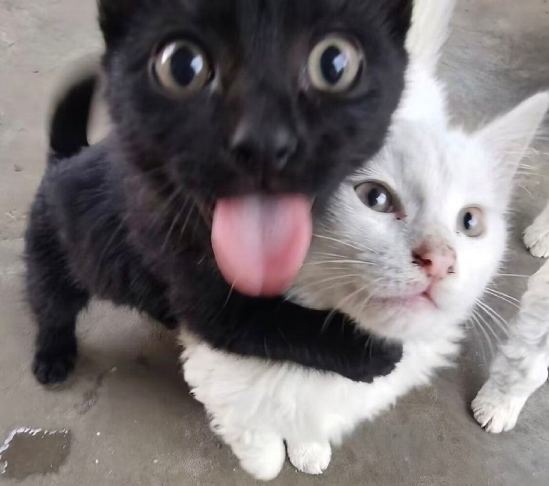 杯面骑士: jandan.net/t/6126682OO: 127 XX: 0HEIDI: 这黑猫是跟着狗长大的吧OO: 9, XX: 0