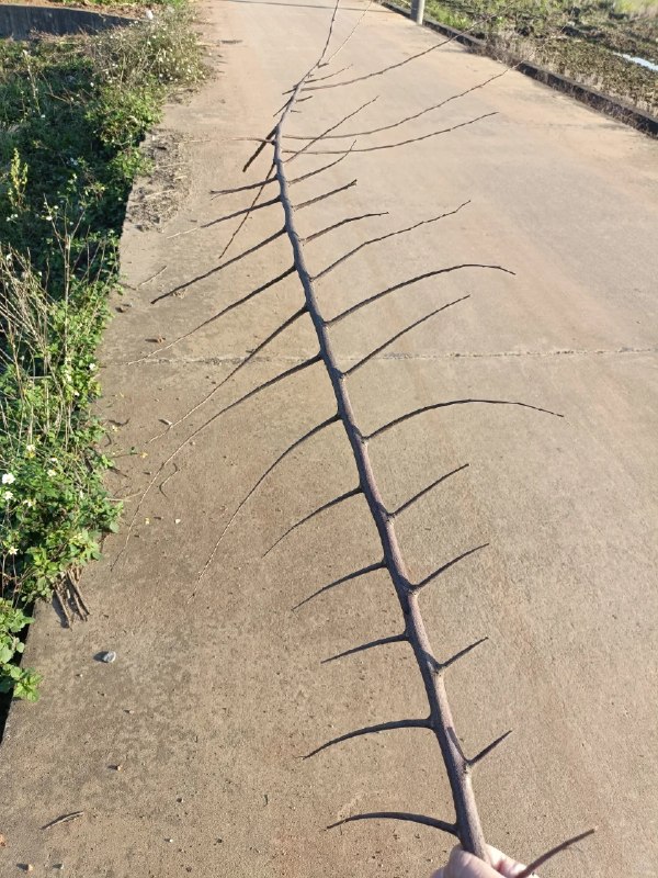 Q_Z: jandan.net/t/6126604[震惊] 毫无征兆的，女装区恢复了!!!OO: 131 XX: 5旋转跳跃闭着眼: 恕我直言，Q兄在其中起到了很大的助力，失去之后才知道珍惜，我以后每天都得把妹子图刷完再睡🥰OO: 64, XX: 0红白机: 方丈不想影响无聊图又不舍得打击你积极性，又把女装图给开了