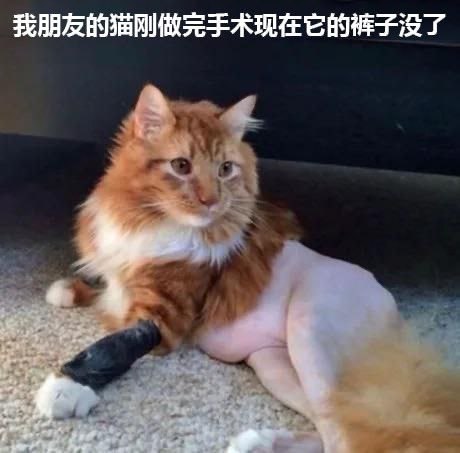 多吃薯条: jandan.net/t/6131706OO: 128 XX: 12奇偶: 这个不虚胖OO: 16, XX: 0