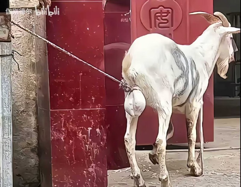 制式仪刀: jandan.net/t/6127288OO: 130 XX: 7小黄鸡鸡哥: 这比牵哪都有用OO: 71, XX: 0世界的第八天: 说起山羊，小时候亲眼目睹了不可描述的一幕，村里有人家的母羊需要配种，我们早早就开始围观，还兴奋的猜测，等了好久才看到有人牵着一头壮硕的公羊过来，我们紧紧盯着，那公羊过来闻了闻母羊的屁股就跳起来，然后就下来了，整个过程只有0.5秒不到，我还以为不小心滑了，结果人家就牵着公羊走了....就这，就结束了.OO: 61, XX: 2蛋友e65a81f0aedc2: 当蛋被勒住的时候，羊羊才知道拥有再大的蛮力也没用OO: 53, XX: 0蛋友170343d3552b4: 世界的第八天 如果计算时薪，这只羊将超过绝大多数人类OO: 18, XX: 0