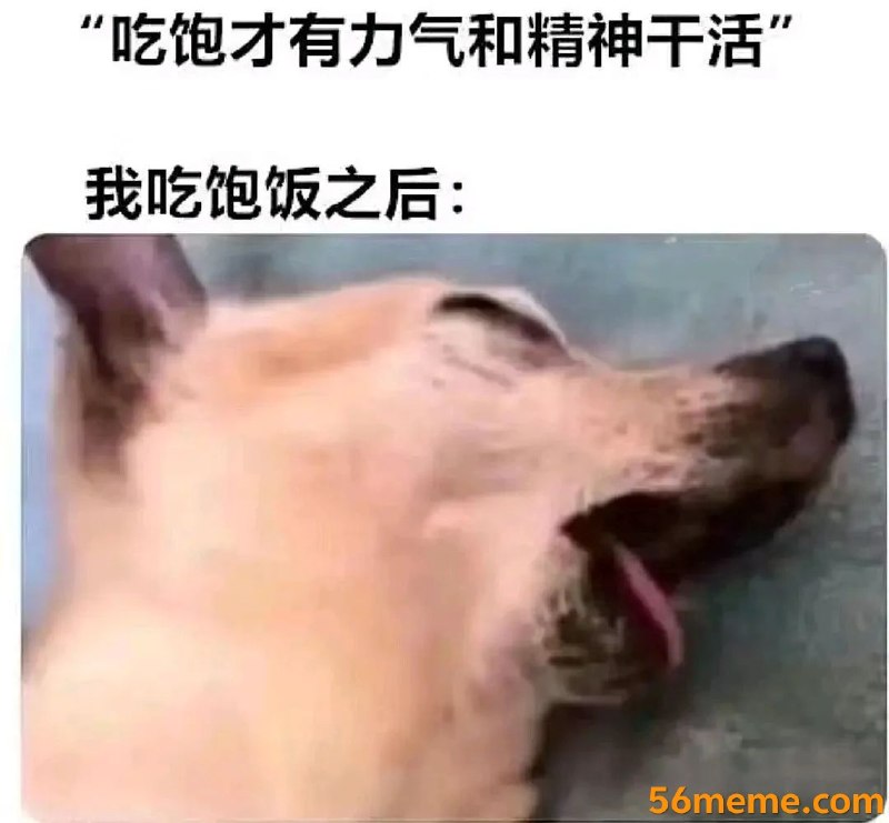 Jojo123: jandan.net/t/6131868OO: 130 XX: 3蛋友e6052d49b9114: 吃饱了有力气干活，吃撑了就会想睡觉OO: 19, XX: 0