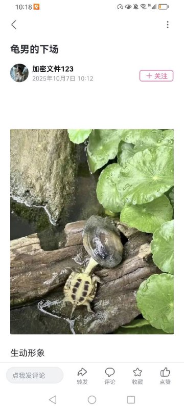 制式仪刀: 