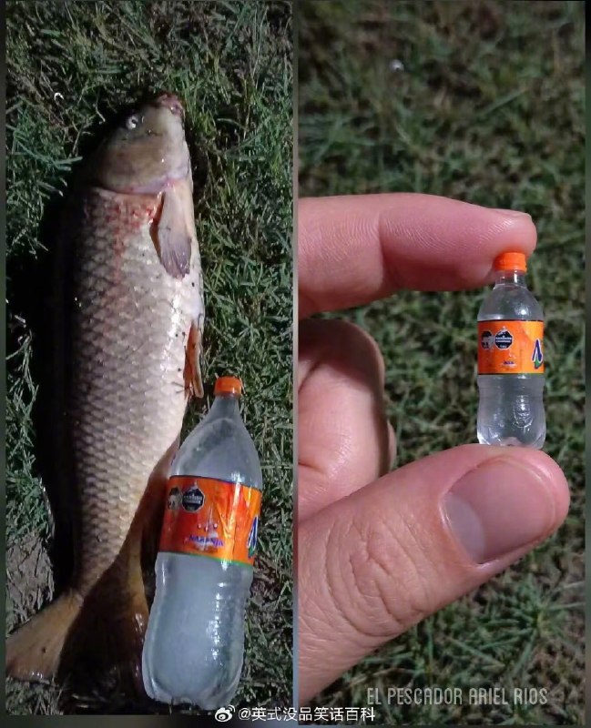 杯面骑士: jandan.net/t/6127313OO: 151 XX: 3蛋友e61f315ca9d10: 什么巨人这么大的手？OO: 57, XX: 0零下伊度: 这比例也不对，如果水瓶跟手指一样小，那这头鱼袖珍极了OO: 31, XX: 0超级彩笔: 零下伊度因为左图是真的饮料瓶OO: 16, XX: 0