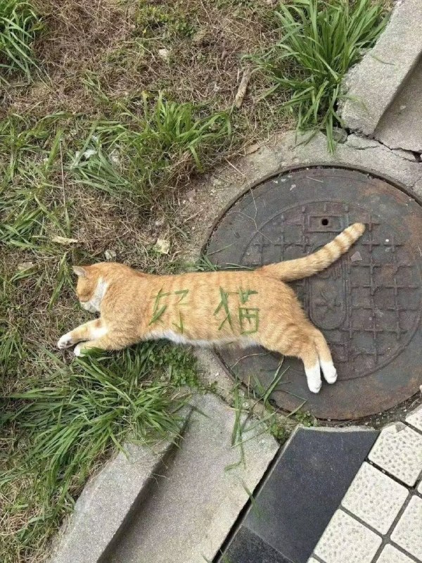 多吃薯条: jandan.net/t/6128858OO: 104 XX: 3Mrxx: 喵儿，这就是你出来流浪的原因嘛OO: 11, XX: 1多吃薯条: jandan.net/t/6128858OO: 104 XX: 3Mrxx: 喵儿，这就是你出来流浪的原因嘛OO: 11, XX: 1