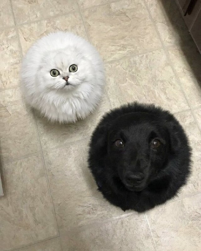 风间苍月: jandan.net/t/6125946OO: 134 XX: 1引体向上的熊: 我举报，它俩和那只圆球鸡是一家子的！OO: 12, XX: 0