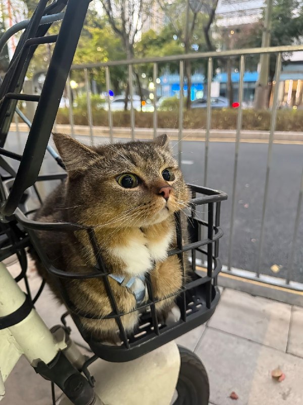 杯面骑士: jandan.net/t/6126667OO: 144 XX: 0af1aa: 你说出门去买菜，为什么我在菜篮里OO: 25, XX: 0