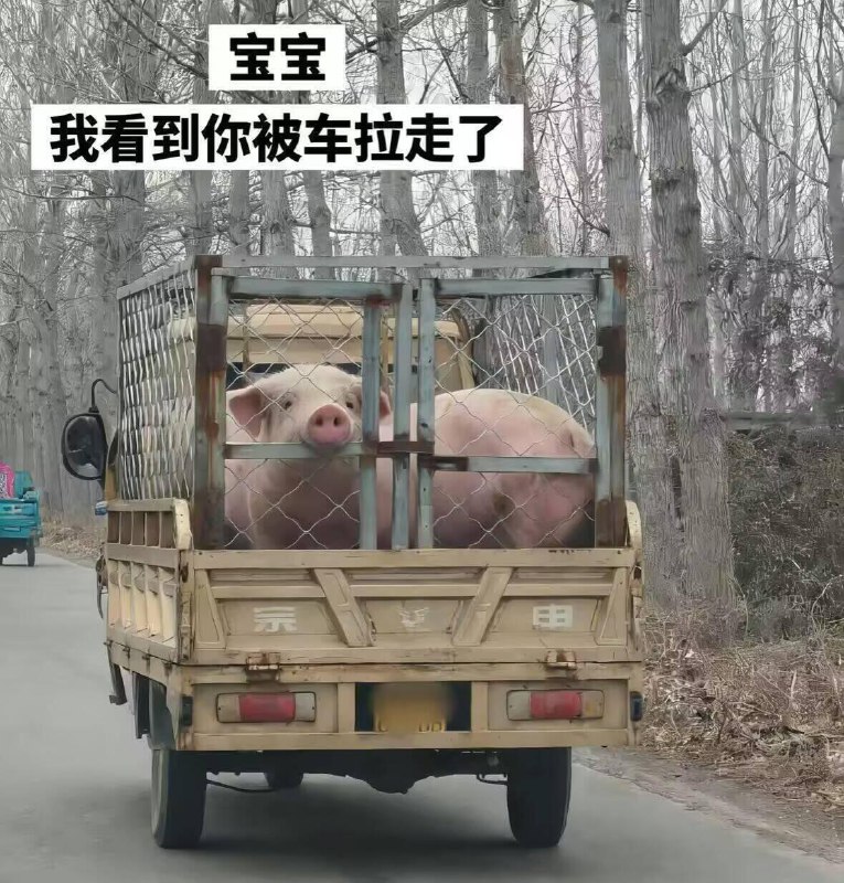 制式仪刀: 