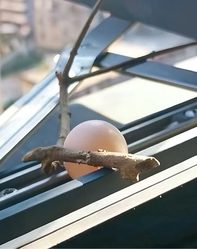 Q_Z: jandan.net/t/6129046OO: 118 XX: 2zjc: 极简风鸟窝OO: 42, XX: 0天天爱运动: 鸟：给我也捡一根，要直一点的OO: 35, XX: 0红白机: Anon 基本和繁育速度有关