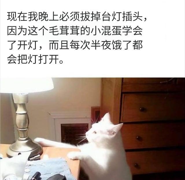 echofox: 