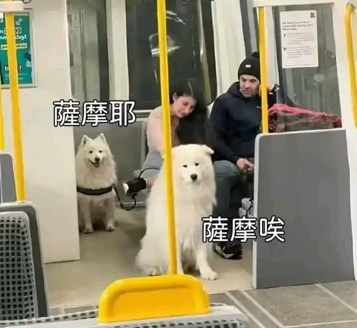 kkssmm: jandan.net/t/6139639OO: 143 XX: 2傻风牌烧仙草: 萨摩干嘛OO: 19, XX: 0