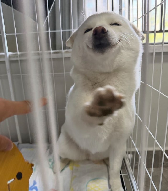 Q_Z: jandan.net/t/6126642OO: 131 XX: 1元气满满小牛牛: 您可别这样说OO: 29, XX: 0