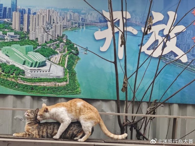 杯面骑士: 