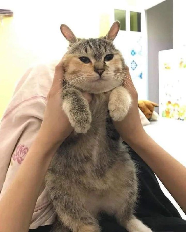 HeHeDa: 