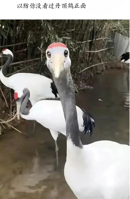 HeHeDa: jandan.net/t/6137934OO: 100 XX: 4共享儿子: 这不挺可爱的么