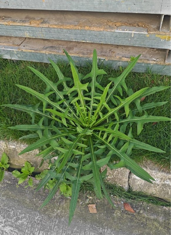 Q_Z: jandan.net/t/6128555OO: 109 XX: 2帝诺索: 这什么戟把草OO: 11, XX: 1piq: 菊科-莴苣属-山莴苣OO: 6, XX: 0