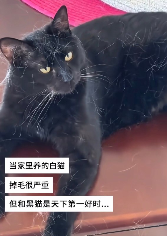 looooook: jandan.net/t/6138998OO: 102 XX: 2我爱你你爱我: 看看跟黑猫天下第一好的白猫OO: 28, XX: 0